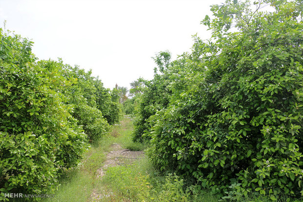 Citrus plantations come to flowers in Hormozgan