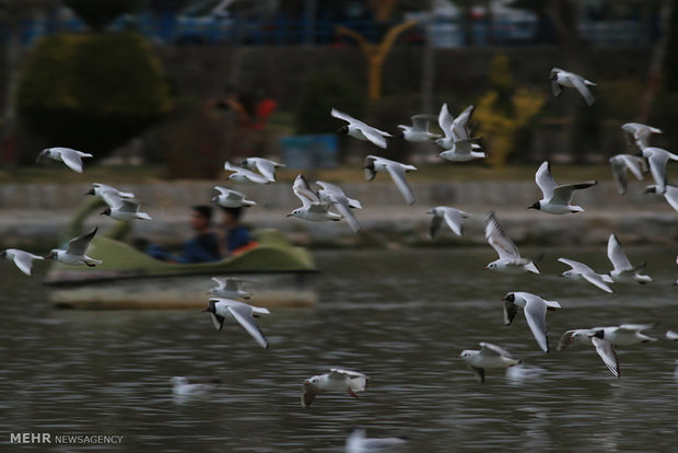 شبزندهداری در انتظار رود حیات با چاشنی بغضها و سازها