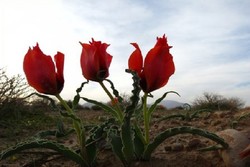 رستاخیز سبز در کویر تشنه؛ پایان ۲۶ سال چشم‌انتظاری برای «بهار واقعی»