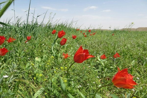 رستاخیز سبز در کویر تشنه؛ پایان ۲۶ سال چشمانتظاری برای «بهار واقعی»