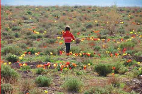 رستاخیز سبز در کویر تشنه؛ پایان ۲۶ سال چشمانتظاری برای «بهار واقعی»