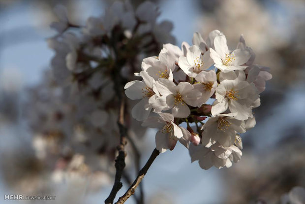 شکوفه های درختان گیلاس در واشنگتن