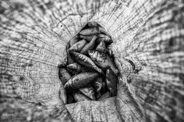  معدود ماهی های که توسط صیادان در چاه نیمه صید می شوند. 