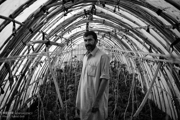  حسن صیادی 55 ساله از صیادان بیکارشده روستای مولا علی است که با کشت صیفی جات در گلخانه اش امرار معاش می کند.