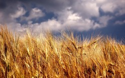 پیش بینی تولید بیش از ۱۲ میلیون تن گندم در کشور