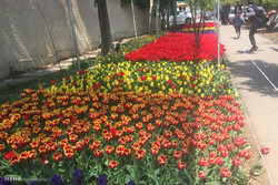 اجرای فرش  گل بر بدنه بزرگراههای شمال تهران