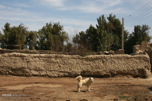سگ ولگرد و هار در حومه شهر زابل و روستاهای اطراف