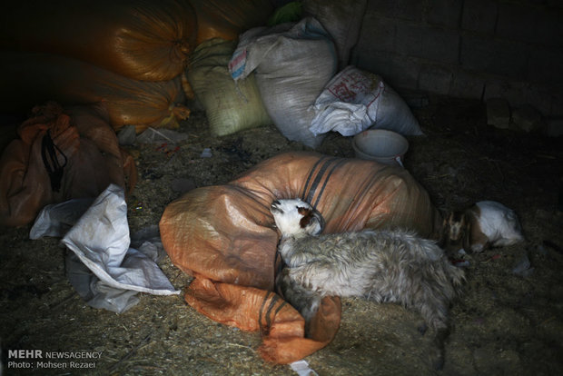 آلودگی زیست محیطی و بیماری دام در منازل روستای سیستان