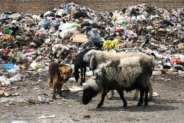 ورود دام به منطقه انباشت زباله شهری و آلودگی دام و شیوع بیماریهای عفونی دام و انسان