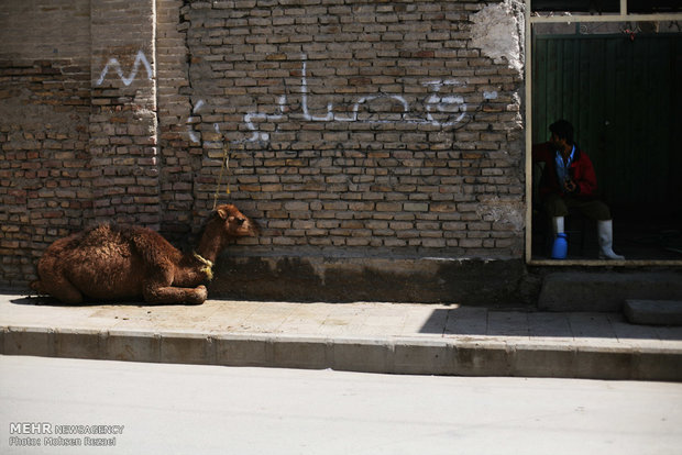 تهیه و توزیع گوشت گرم به شیوه سنتی و غیر بهداشتی در شهر زابل