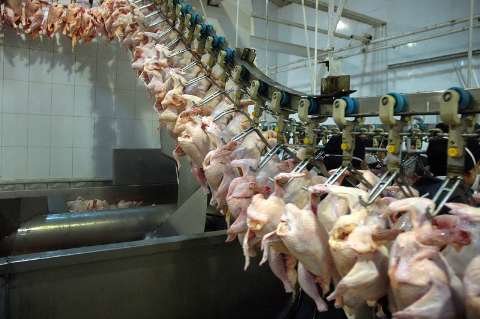 تداوم کاهش قیمت مرغ در بازار