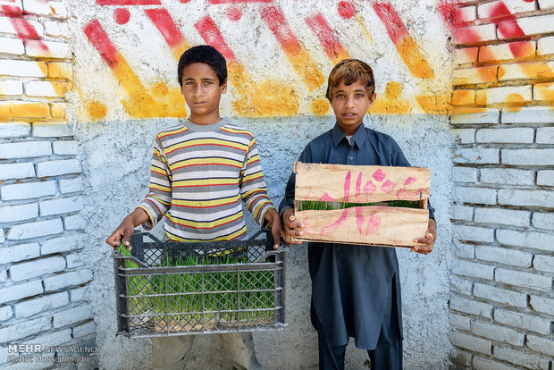 آنها با حمل جعبه هایشان در خیابانهای زابل، سبزه عید می فرختند.(زابل)
