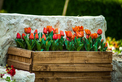 Tulips Festival in Chamran Park