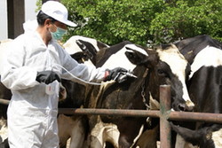 ۱۰ هزار دام حاشیه منطقه حفاظت شده خائیز واکسینه شدند
