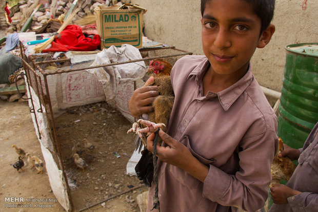 حضور نوجوان زابلی استان سیستان و بلوچستان برای فروش مرغ زنده در بازار دام و طیور زابل
