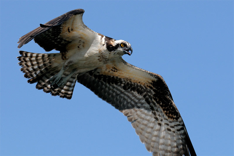 osprey-11.jpg