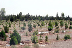 اجرای پروژه‌های ترسیب کربن در گلستان