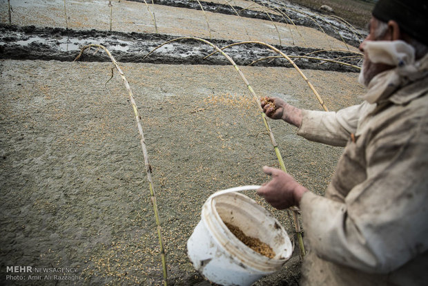 آماده سازی زمین شالیزار برای کاشت بذر در مازندران