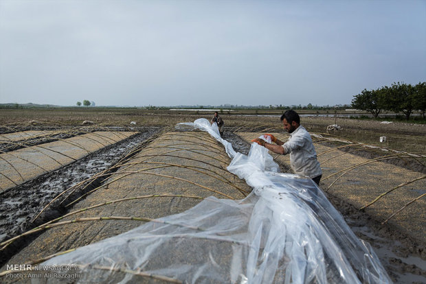 آماده سازی زمین شالیزار برای کاشت بذر در مازندران