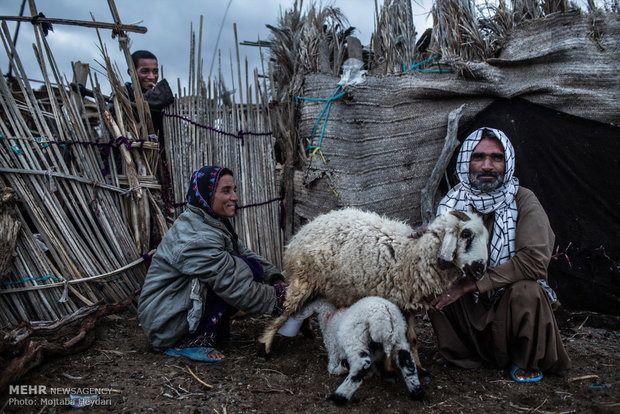 خانواده ای در روستای چاه ابراهیم که همه زندگی و درآمدشان از نگهداری گوسفند تامین می شود.