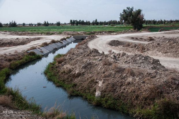 استفاده مستقیم از آب فاضلاب برای آبیاری مزارع در اطراف شهر زابل