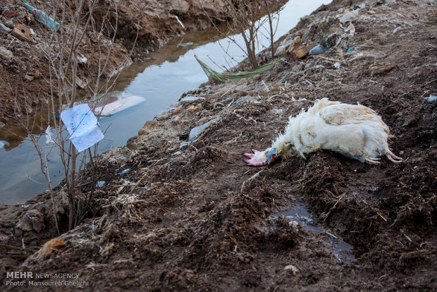   رهاسازی لاشه حیواناتی چون مرغ وخروس مریض  در اطراف محل فروش کلی آنها درشهر