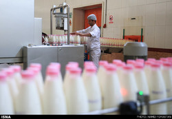 تولید ۶۱۵ هزار تن شیر در واحدهای پرورش گاو شیری قزوین