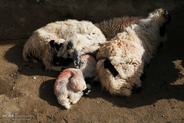 بیماری علت تلف شدن ۱۰۰۰ گوسفند صادراتی بندر شادگان نبود