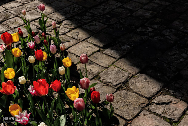 Tulip house in Tabriz