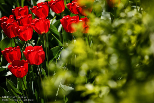 Tulip house in Tabriz