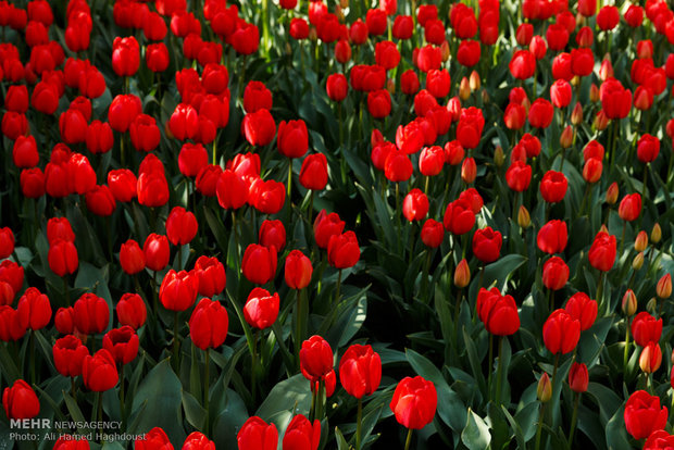 Tulip house in Tabriz