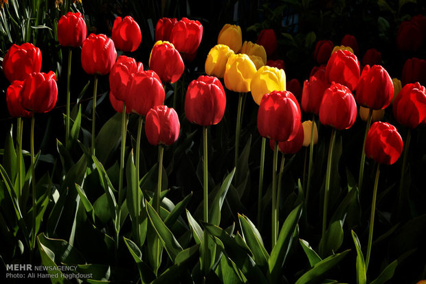 Tulip house in Tabriz