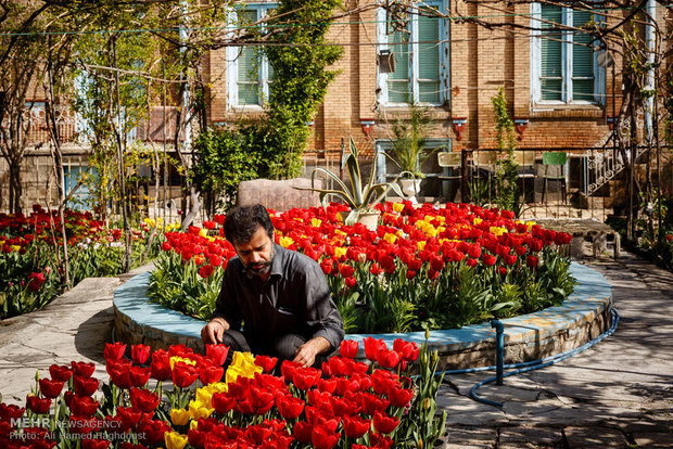 Tulip house in Tabriz