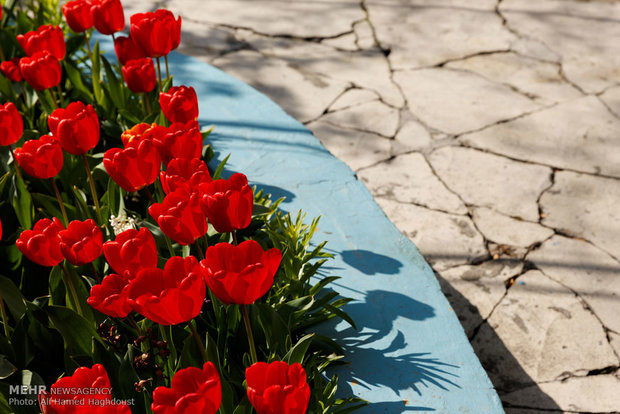 Tulip house in Tabriz