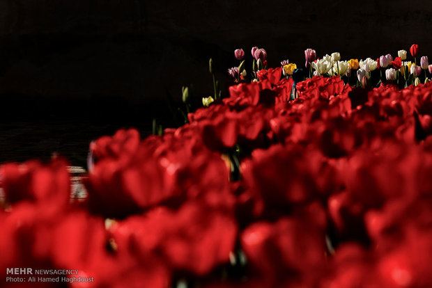 Tulip house in Tabriz