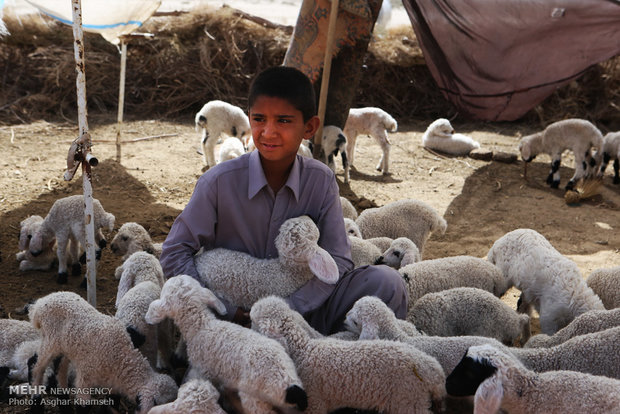 کودک روستایی از اهالی روستاهای اطراف زابل در میان دام