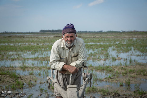 سید اسماعیل عبداللهی بازنشسته سیلوی گندم است و 64 سال دارد. او کشاورز است و فرزند جوانش ابراهیم عبداللهی در شلمچه به شهادت رسید. سید اسماعیل در شهیدآباد در کنار سایر خانواده شهیدان روزهای خود را می گذراند.