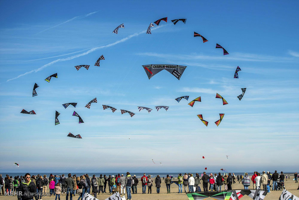 image of kite bird