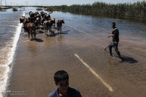 سیل بندها درخوزستان به لرزه افتادند/دسترنج کشاورز درآستانه نابودی