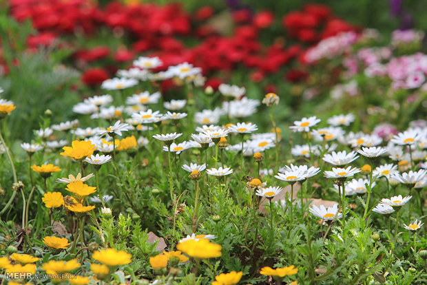 Isfahan Flower Garden 