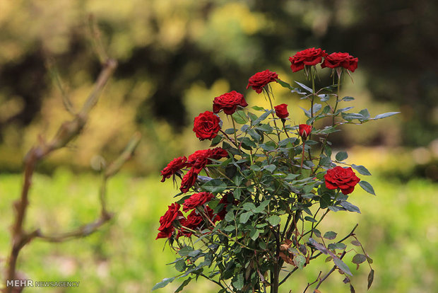 Isfahan Flower Garden 