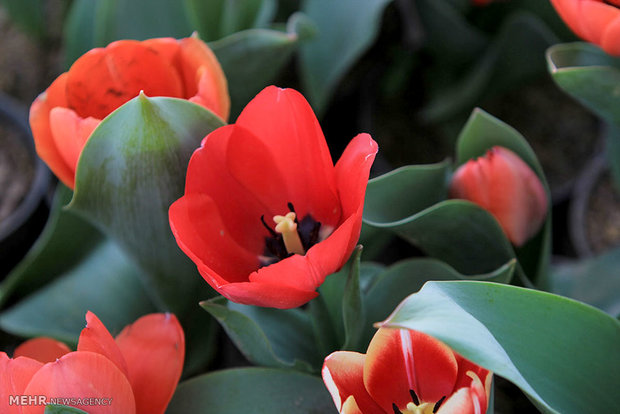 Isfahan Flower Garden 