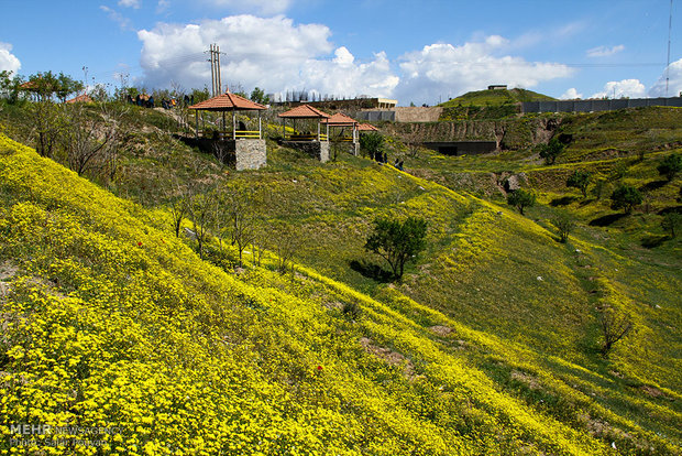 Ağaç