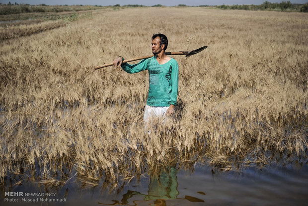  باران افزون بر ۳۰ میلیارد تومان به کشاورزان خراسان رضوی خسارت زد