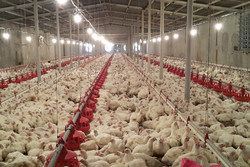 مزرعه‌های صنعتی و بومی طیور اردبیل در معرض آنفلوآنزای حاد پرندگان