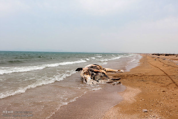 العثور على جثة حوت في شواطئ جزيرة قشم الايرانية