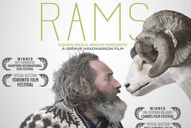 Icelandic film ‘Rams’ a hit with Iranian audience 