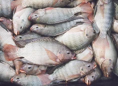 پرورش آبزیان ارزش افزوده فراموش شده فارس/ طلای سیاه در شکم ماهی