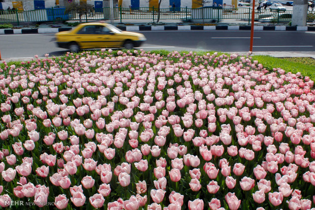 Tabriz hosts tulips