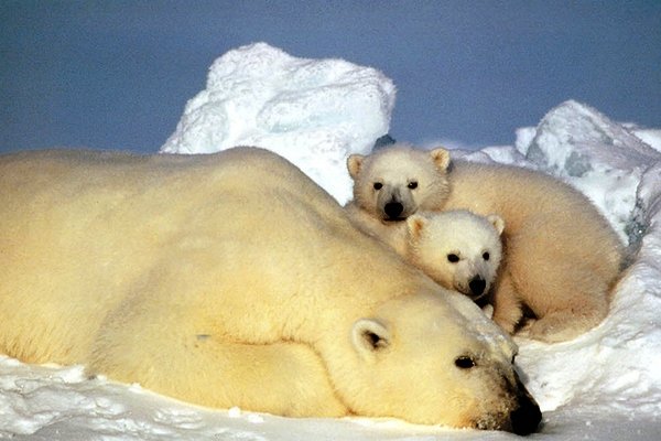 خستگی خرسهای قطبی به دلیل گرمایش زمین